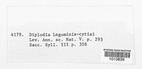 Image of Microdiplodia inconspicua